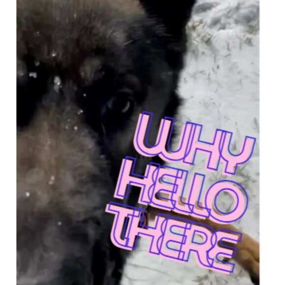 Heyyyyy!!!!! come hop in our live to have a crack of a time❤️❤️🐾🐾❤️❤️🐾🐾 - Picture 1 of 5